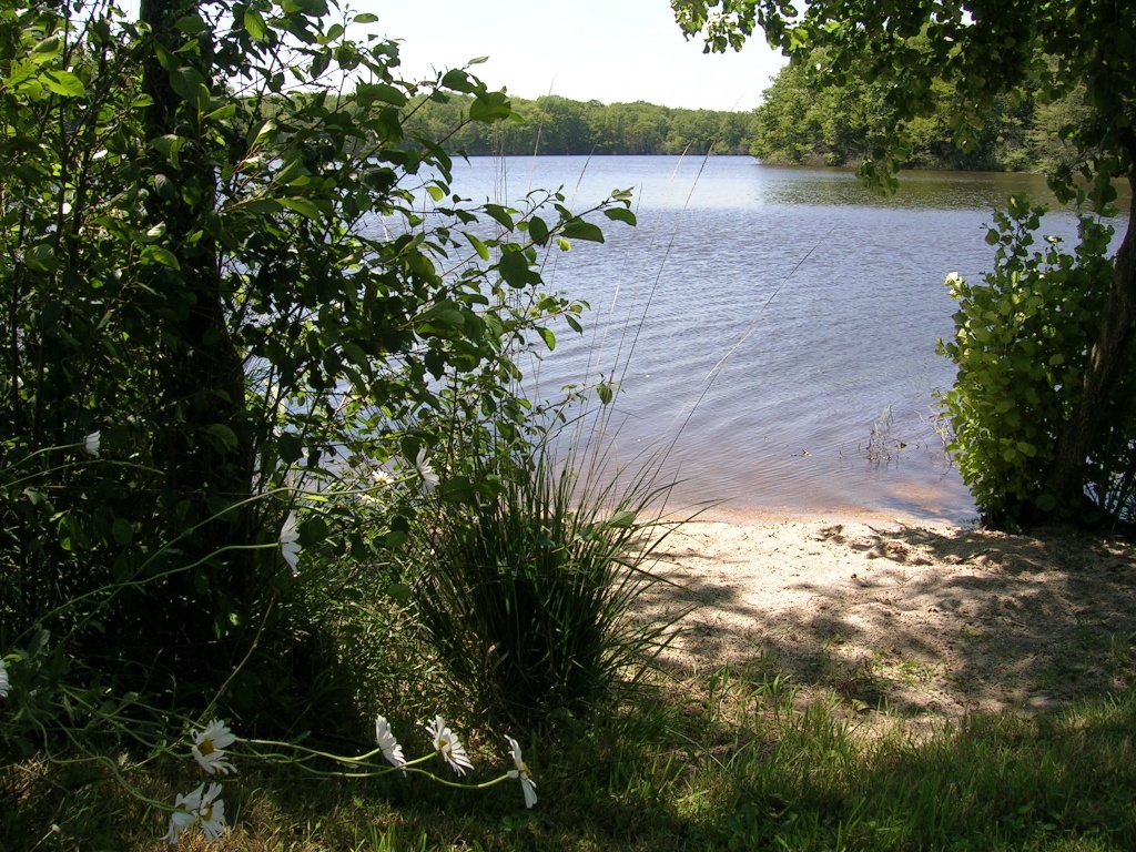 Shore at the lake