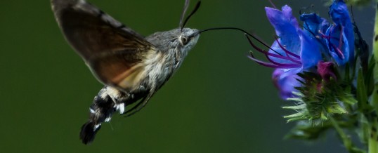 Bijzondere insecten op de camping